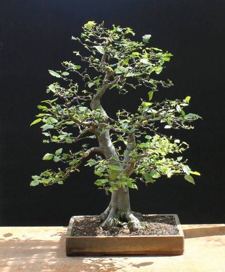 hornbeam bonsai